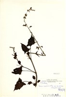 藏品(黃花鼠尾草(臺灣日紫參))的圖片